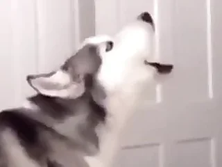 Furry Gay Porn 0